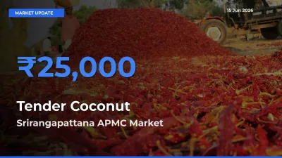 Srirangapattana APMC Tops Tender Coconut Mandi Rates Today