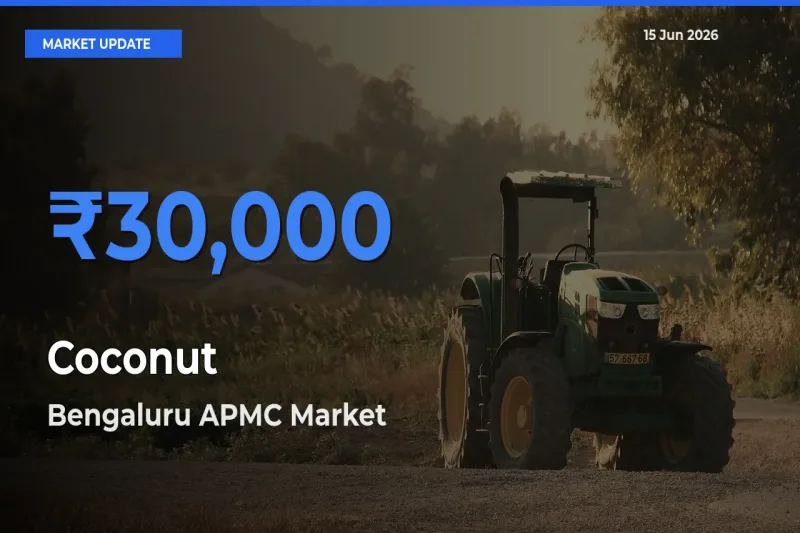 Bengaluru APMC Emerges as Top Mandi for Coconut Prices Today