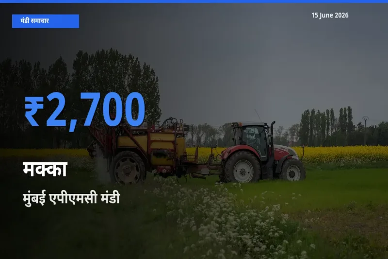 टॉप मंडी बना मुंबई एपीएमसी! मक्का के सबसे ऊँचे दाम यहीं दर्ज