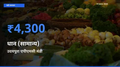 टॉप मंडी बना उदयपुरा एपीएमसी! धान (सामान्य) के सबसे ऊँचे दाम यहीं दर्ज