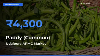 Top Performer! Udaipura APMC Offers Best Paddy (Common) Price Today