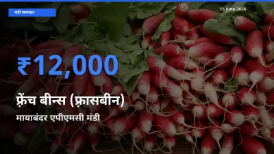 किसानों की पसंद बना मायाबंदर एपीएमसी, फ़्रेंच बीन्स (फ़्रासबीन) के सबसे अच्छे दाम
