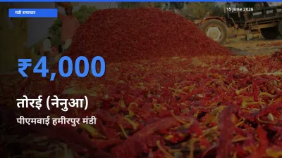 पीएमवाई हमीरपुर में तोरई (नेनुआ) का आज सबसे ऊँचा भाव