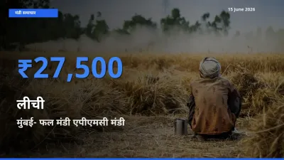 मुंबई- फल मंडी एपीएमसी में लीची का आज सबसे ऊँचा भाव