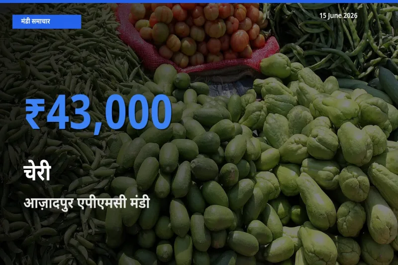 आज़ादपुर एपीएमसी मंडी में आज चेरी के सबसे ऊँचे दाम दर्ज