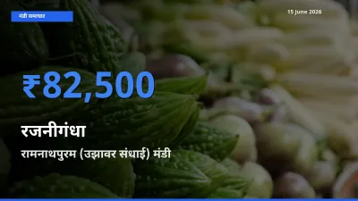 रामनाथपुरम (उझावर संधाई) मंडी में रजनीगंधा ₹82,500 पर पहुँचा – आज का सर्वोच्च भाव