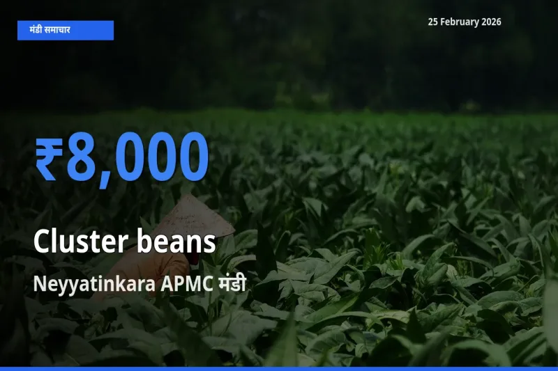 आज का मंडी भाव: Cluster beans के सबसे ज़्यादा दाम Neyyatinkara APMC में