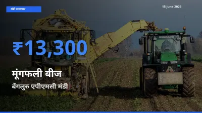 बेंगलुरु एपीएमसी में मूंगफली बीज का आज सबसे ऊँचा भाव