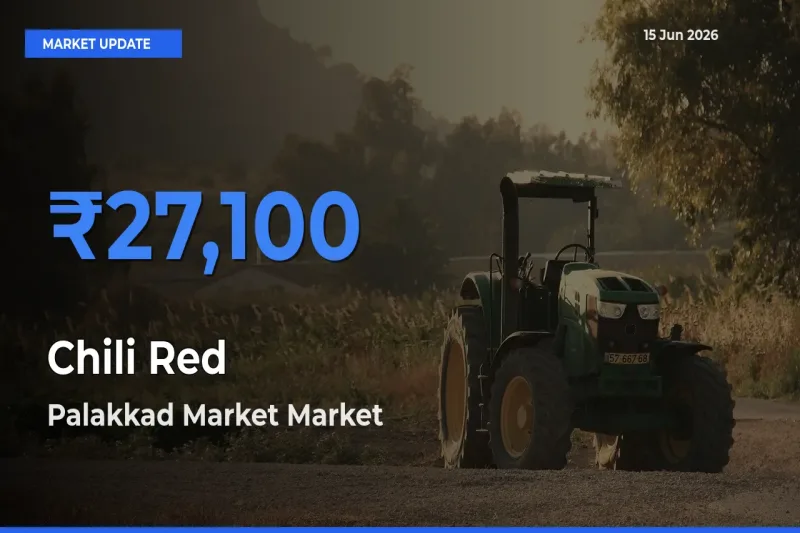 Palakkad Market Offers ₹27,100 – Highest Chili Red Rate Today