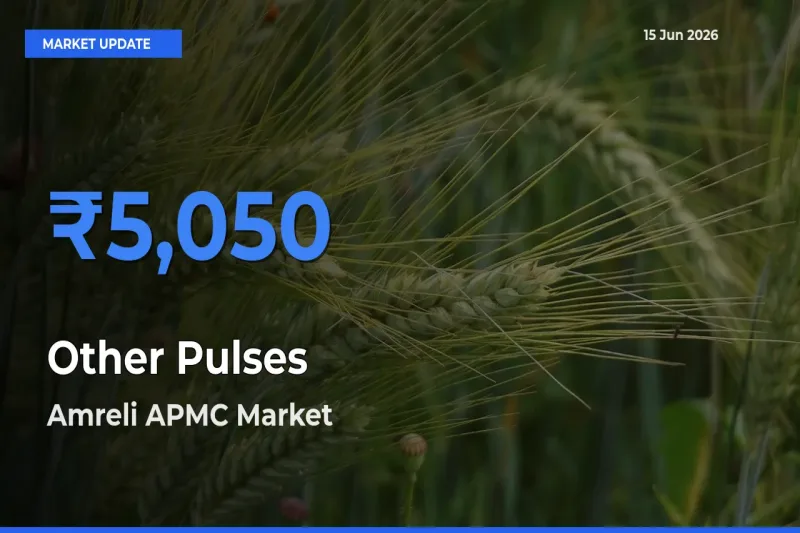 Amreli APMC Offers ₹5,050 – Highest Other Pulses Rate Today
