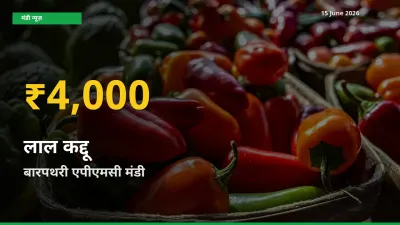 आज का मंडी भाव: बारपथरी एपीएमसी में लाल कद्दू सबसे ऊँचे स्तर पर