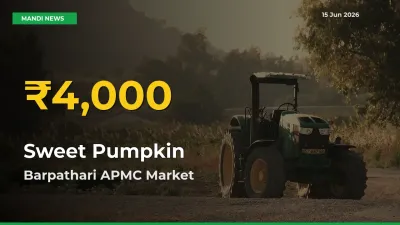 Big Jump in Sweet Pumpkin Prices! Barpathari APMC Records New Peak Today
