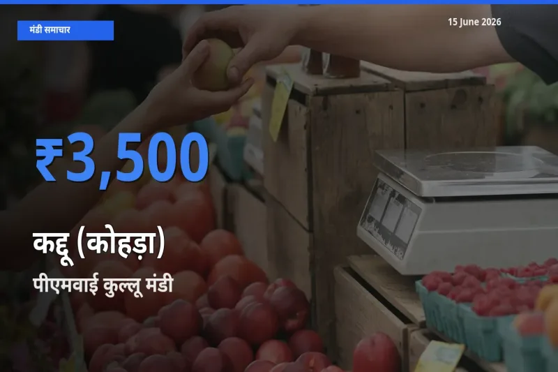 पीएमवाई कुल्लू मंडी में आज कद्दू (कोहड़ा) के सबसे ऊँचे दाम दर्ज