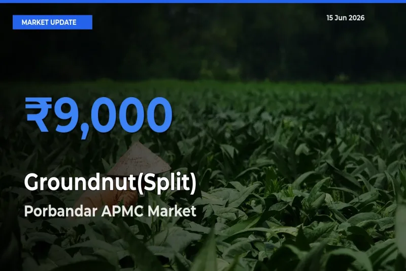 Market Watch: Porbandar APMC Becomes Top Mandi for Groundnut(Split)