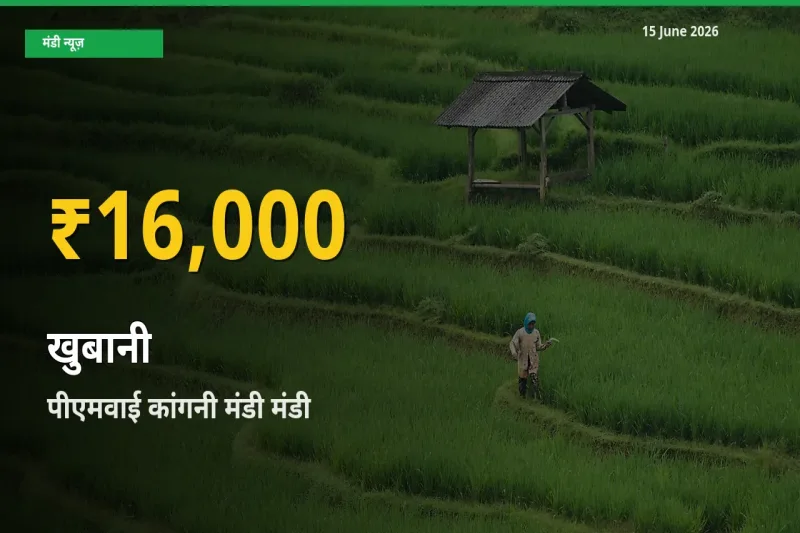 रिकॉर्ड तेज़ी! पीएमवाई कांगनी मंडी में खुबानी ₹16,000 पर पहुँचा