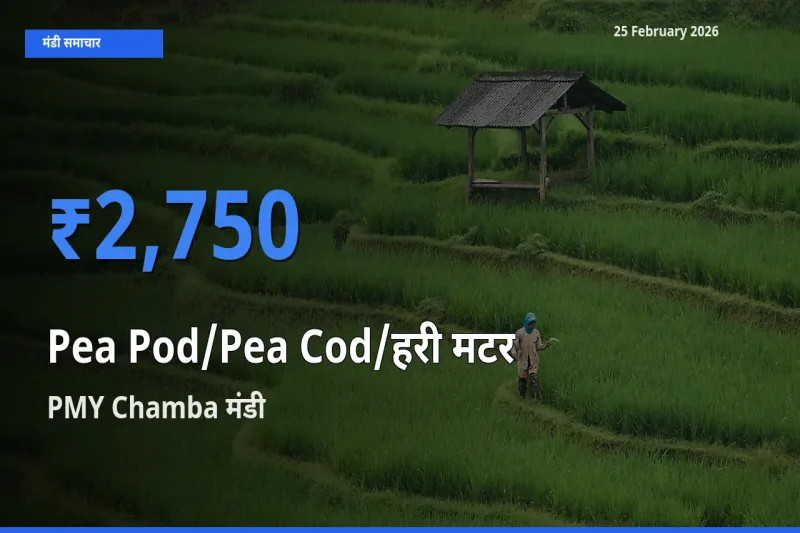 PMY Chamba में Pea Pod/Pea Cod/हरी मटर का आज सबसे ऊँचा भाव