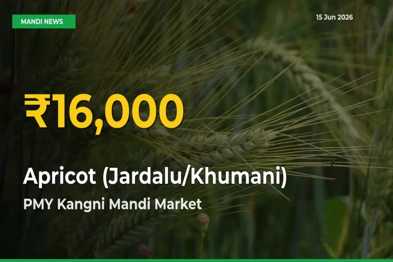 Apricot (Jardalu/Khumani) Mandi Rate Surges Today in PMY Kangni Mandi – Highest Level in 30 Days