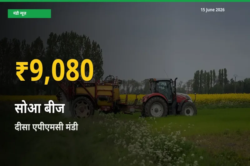 दीसा एपीएमसी में सोआ बीज ₹9,080 पर पहुँचा – अब तक का उच्चतम भाव