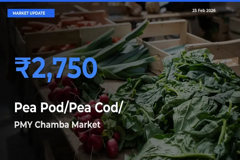 PMY Chamba Tops Pea Pod/Pea Cod/हरी मटर Mandi Rates Today