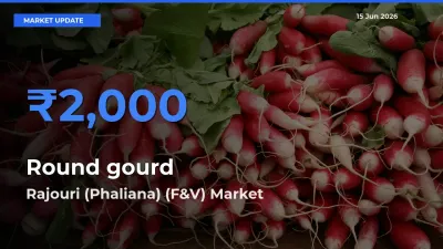 Rajouri (Phaliana) (F&V) Emerges as Top Mandi for Round gourd Prices Today