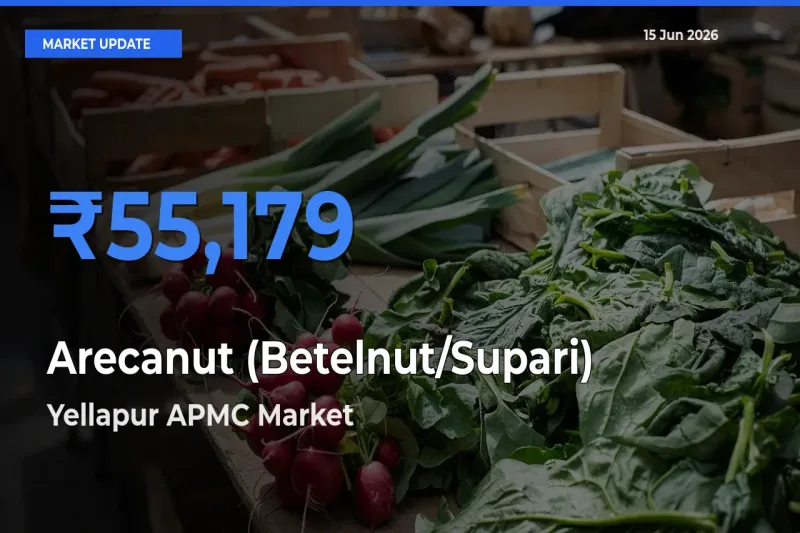 Yellapur APMC Tops Arecanut (Betelnut/Supari) Mandi Rates Today
