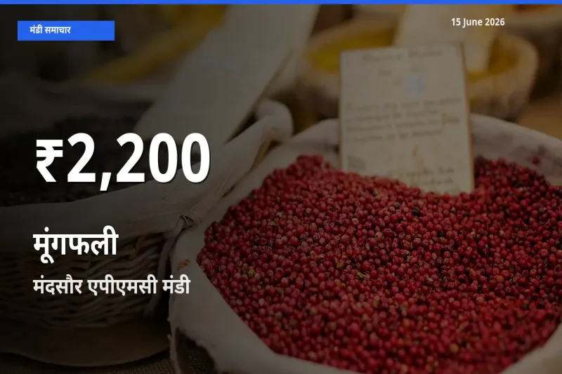मूंगफली के दामों में गिरावट, मंदसौर एपीएमसी में 30 दिन का न्यूनतम भाव