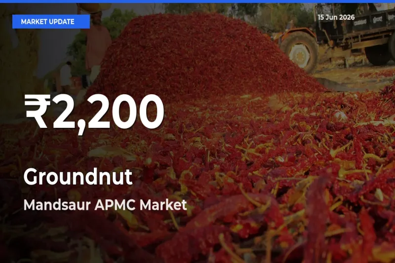 Why Groundnut Prices Slumped in Mandsaur APMC – 30-Day Low Today