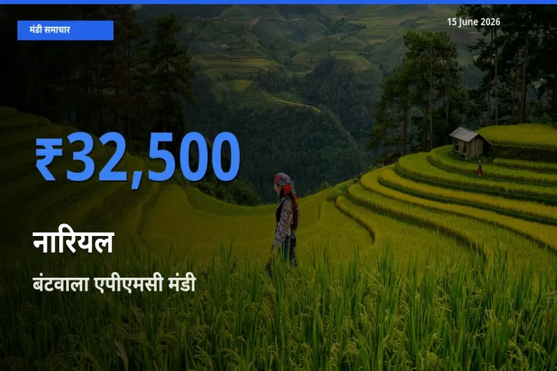 आज नारियल के सबसे ऊँचे दाम ₹32,500 बंटवाला एपीएमसी मंडी में
