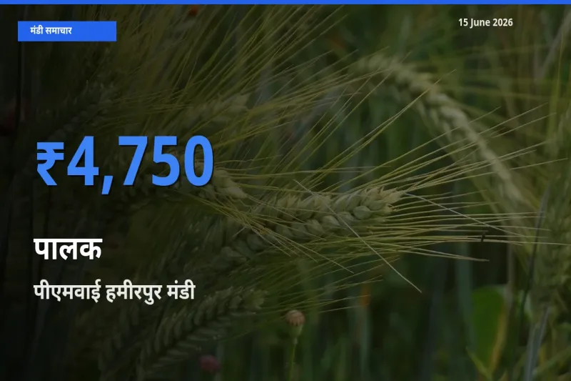 आज पालक के सबसे ज़्यादा दाम पीएमवाई हमीरपुर मंडी में दर्ज