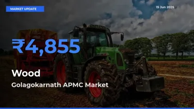 Wood Mandi Rate Today: Golagokarnath APMC Tops the List