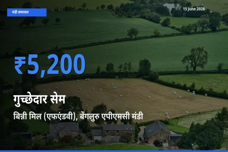 आज गुच्छेदार सेम के सबसे ज़्यादा दाम बिन्नी मिल (एफएंडवी), बेंगलुरु एपीएमसी मंडी में दर्ज