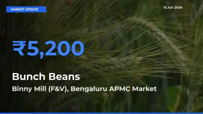 Binny Mill (F&V), Bengaluru APMC Tops Bunch Beans Rates – June 15 Market Update