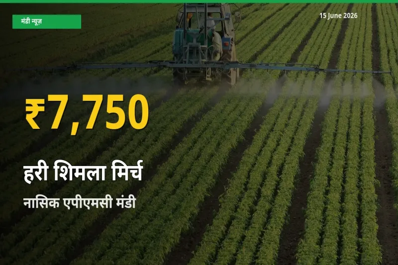 हरी शिमला मिर्च के भावों में जबरदस्त उछाल, नासिक एपीएमसी में नया उच्च स्तर