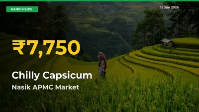 Chilly Capsicum Hits Fresh High in Nasik APMC Today