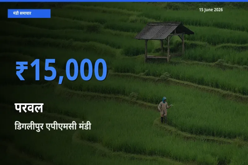 किसानों की पसंद बना डिगलीपुर एपीएमसी, परवल के सबसे अच्छे दाम