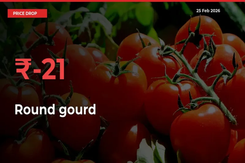 Why Round gourd Prices Fell 21.43% in a Day at Mandis