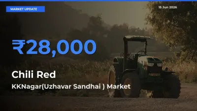 KKNagar(Uzhavar Sandhai ) Tops Chili Red Mandi Rates Today