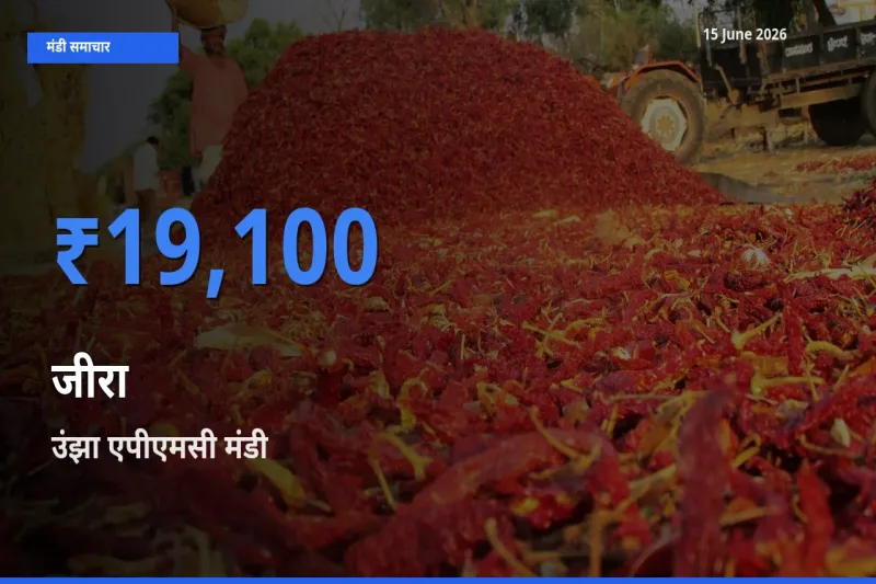 टॉप मंडी बना उंझा एपीएमसी! जीरा के सबसे ऊँचे दाम यहीं दर्ज