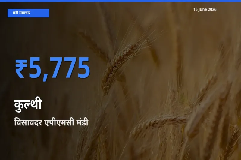 15 June अपडेट: कुल्थी के सबसे ऊँचे दाम विसावदर एपीएमसी मंडी में