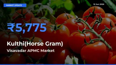 Visavadar APMC Tops Kulthi(Horse Gram) Rates – June 15 Market Update