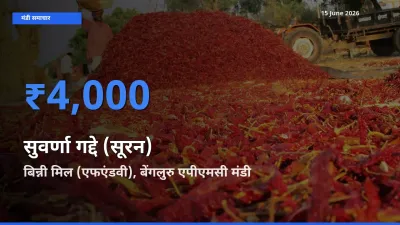 बिन्नी मिल (एफएंडवी), बेंगलुरु एपीएमसी में सुवर्णा गद्दे (सूरन) का आज सबसे ऊँचा भाव