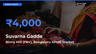 Binny Mill (F&V), Bengaluru APMC Records Highest ₹4,000 Rate for Suvarna Gadde