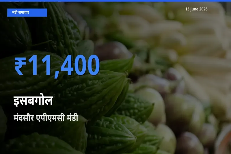 किसानों की पसंद बना मंदसौर एपीएमसी, इसबगोल के सबसे अच्छे दाम