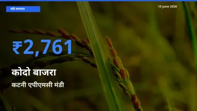 कटनी एपीएमसी मंडी में आज कोदो बाजरा के सबसे ऊँचे दाम दर्ज