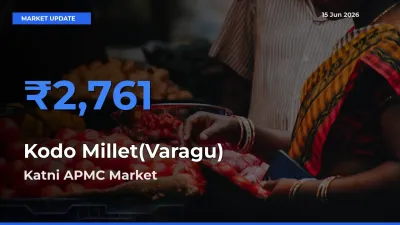 Farmers Prefer Katni APMC as Kodo Millet(Varagu) Hits Highest Rate