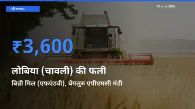 बिन्नी मिल (एफएंडवी), बेंगलुरु एपीएमसी में लोबिया (चावली) की फली का आज सबसे ऊँचा भाव