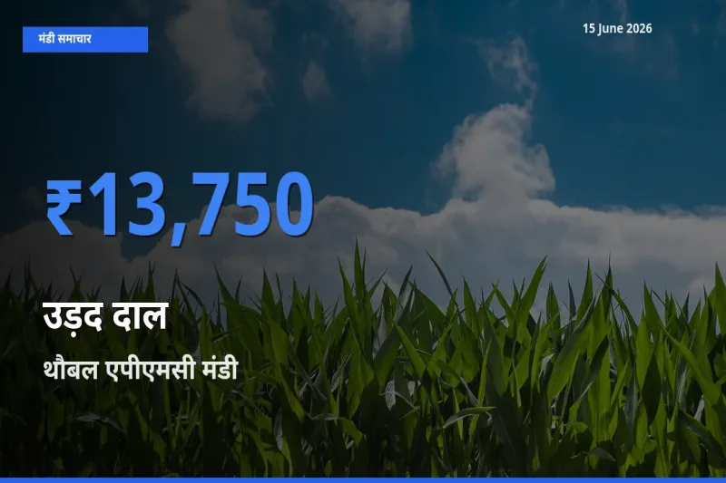थौबल एपीएमसी मंडी में उड़द दाल ₹13,750 पर पहुँचा – आज का सर्वोच्च भाव