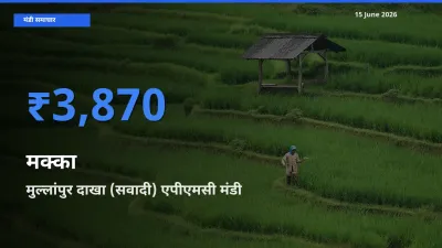 टॉप मंडी बना मुल्लांपुर दाखा (सवादी) एपीएमसी! मक्का के सबसे ऊँचे दाम यहीं दर्ज