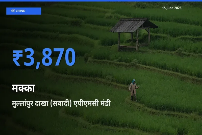 टॉप मंडी बना मुल्लांपुर दाखा (सवादी) एपीएमसी! मक्का के सबसे ऊँचे दाम यहीं दर्ज