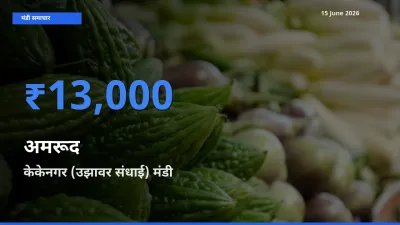 केकेनगर (उझावर संधाई) मंडी में अमरूद ₹13,000 पर पहुँचा – आज का सर्वोच्च भाव